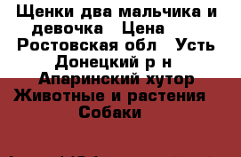 Щенки,два мальчика и девочка › Цена ­ 1 - Ростовская обл., Усть-Донецкий р-н, Апаринский хутор Животные и растения » Собаки   